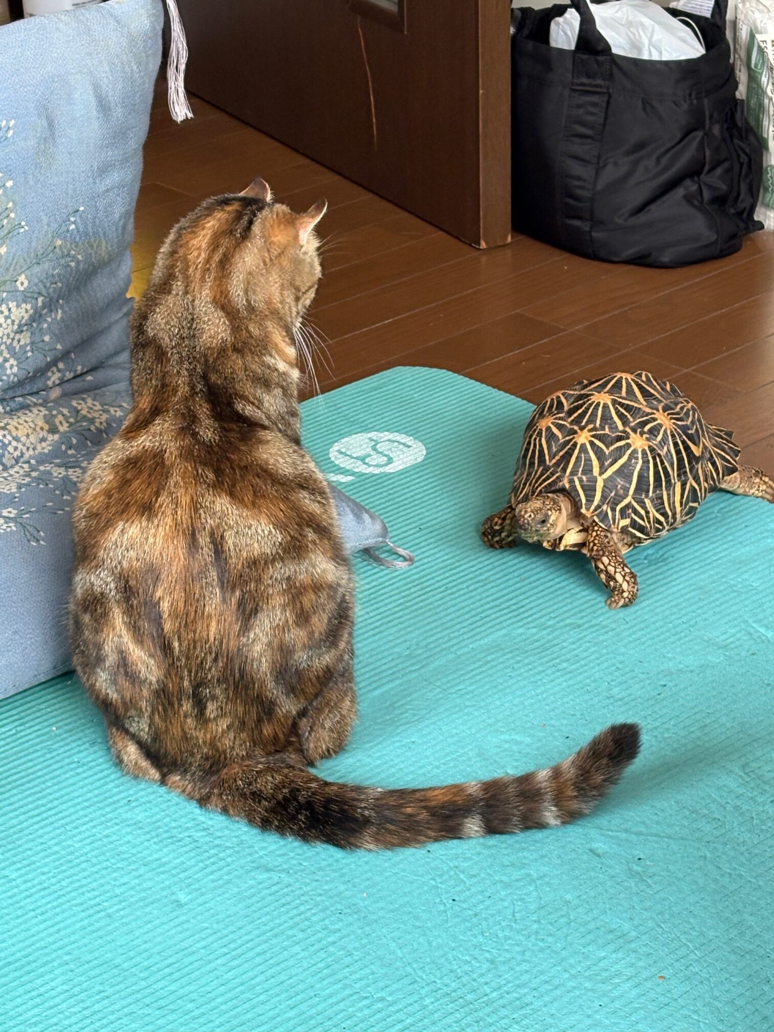 まるとかめさんが同じ空間で仲良く自然に過ごしているほほえましい様子