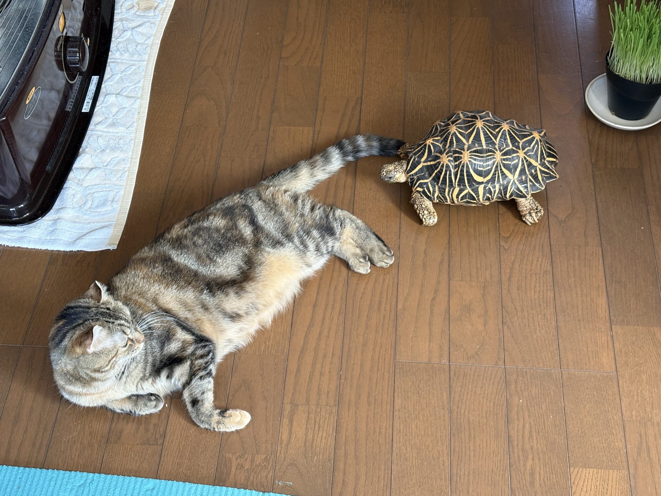 アメリカンカールのまるとインドホシガメのかめさんが近くで過ごしているほほえましい様子