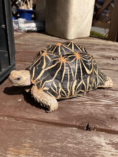 かめさんのあたたかい場所探し