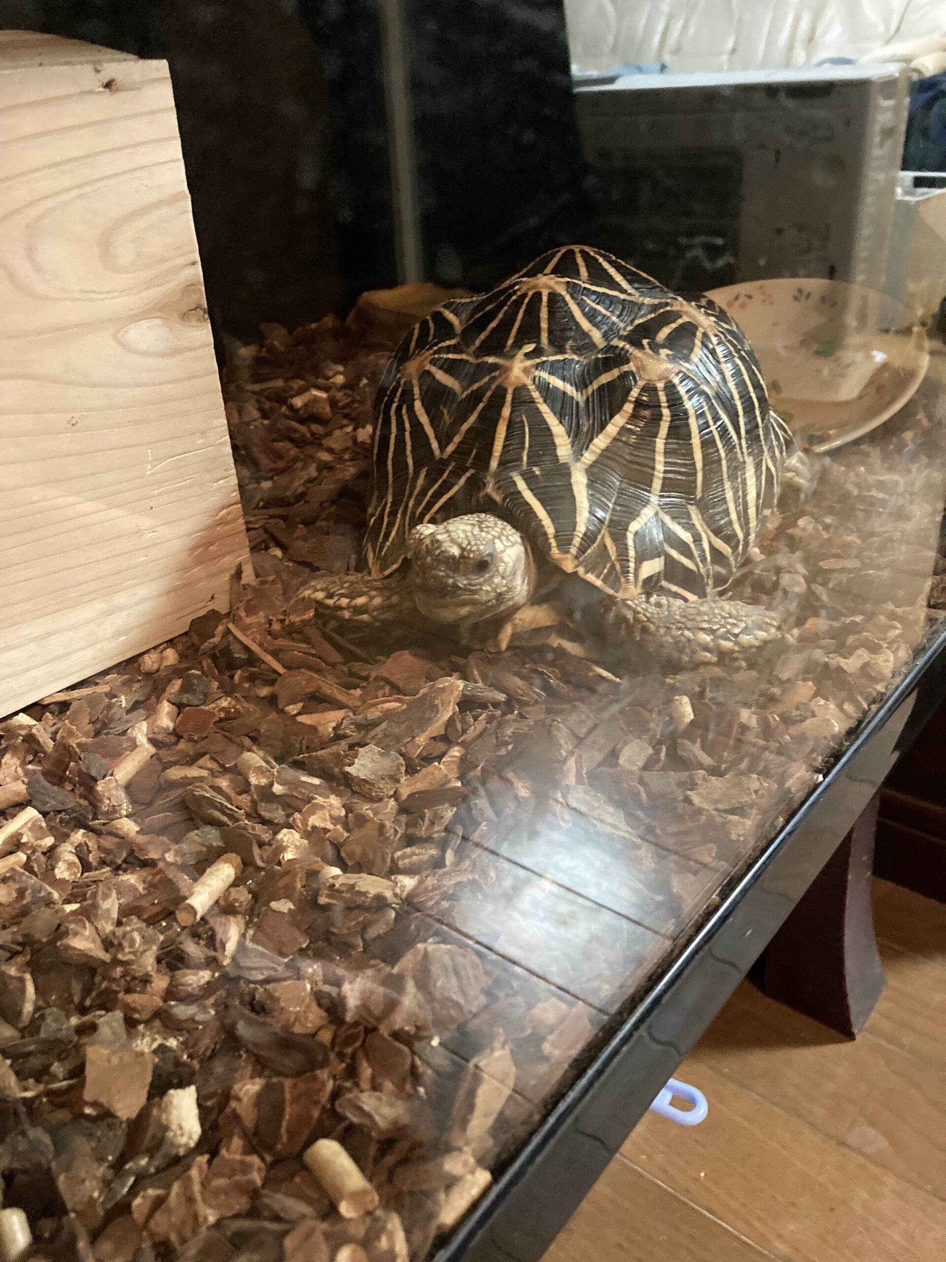 インドホシガメのかめさん。暖かい場所が好きで、のんびり過ごしている様子