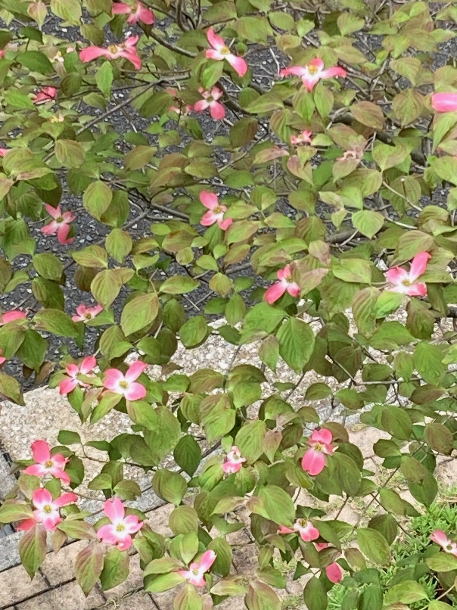 横須賀市の季節のやわらかな空気と地域の暮らしが伝わる風景イメージ