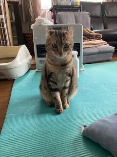 アメリカンカールのまる。1歳の女の子で、家に慣れて活発に動いている様子