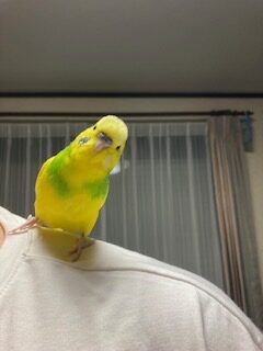 おしゃべり上手なセキセイインコのオーちゃんを紹介する湘南山手整体院の日常ブログのイメージ画像