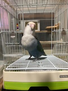 コザクラインコのクーちゃん。4歳の女の子で、音まねが得意なかわいい家族です