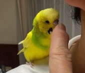止まり木にとまるセキセイインコのオーちゃん。元気におしゃべりしている様子