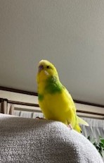 リラックスした表情のセキセイインコのオーちゃん。毎日の暮らしに癒しをくれる存在です