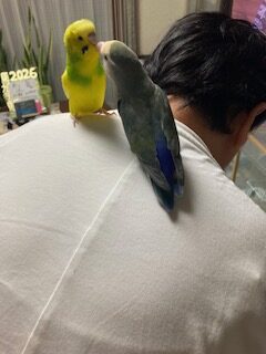 湘南山手整体院の自宅で暮らすオーちゃん、クーちゃん、の個性が伝わるやさしい日常風景