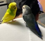 やさしい雰囲気の中で過ごす小鳥の写真風イメージ