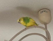 セキセイインコのオーちゃん。4歳の男の子で、おしゃべりが上手なかわいい家族です
