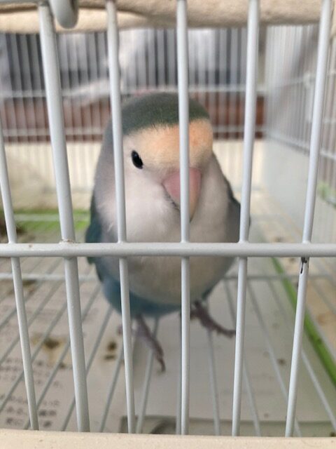 やさしい表情を見せるコザクラインコのクーちゃんをイメージした写真