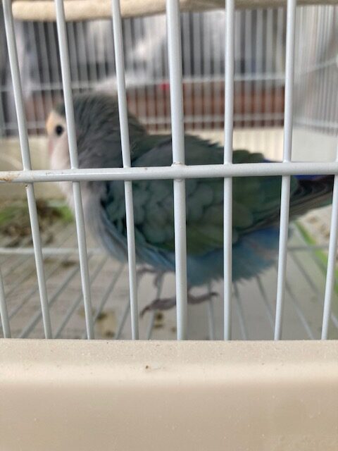 音まね上手なコザクラインコのクーちゃんとのやさしい日常をイメージした画像