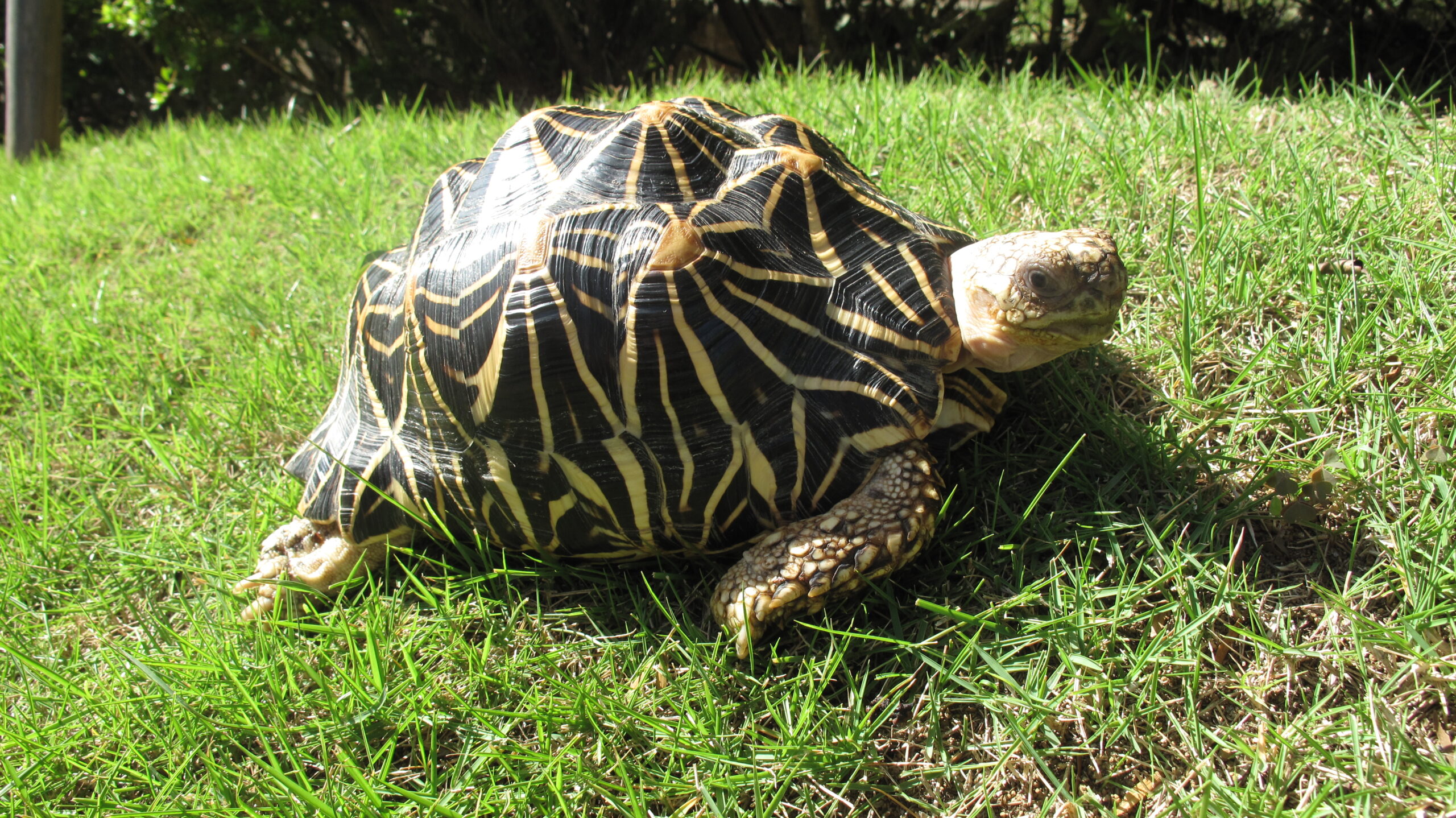 かめさんがあたたかい場所でのんびりしている写真