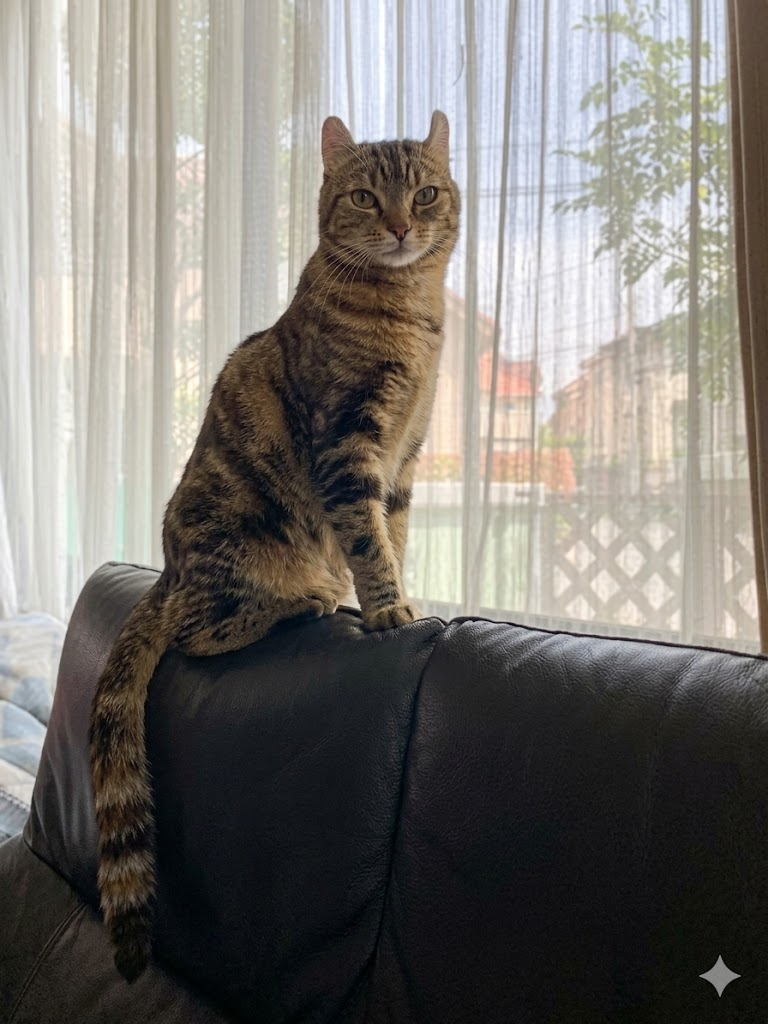 窓辺で外のすずめを気にして見つめている猫のまるの様子