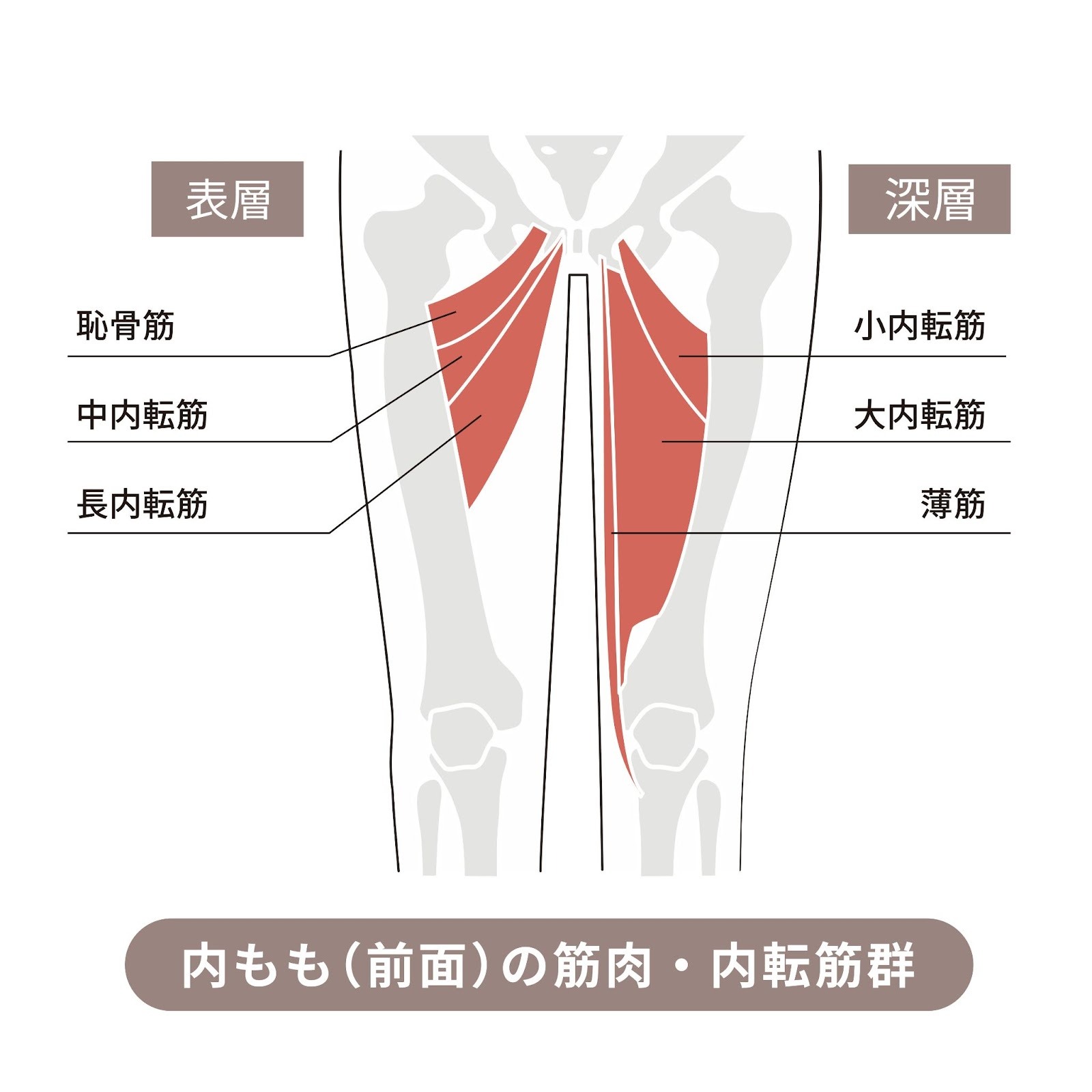 内もも（前面）の筋肉・内転筋群のイラストです。