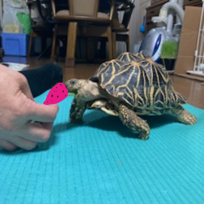 赤い食べ物が大好きなかめさんがトマトやイチゴに近づいているかわいらしい様子