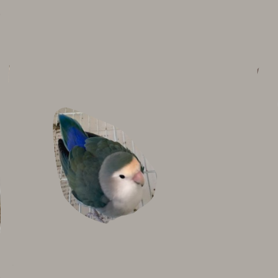 まわりをよく見ているような表情を見せるコザクラインコのイメージ