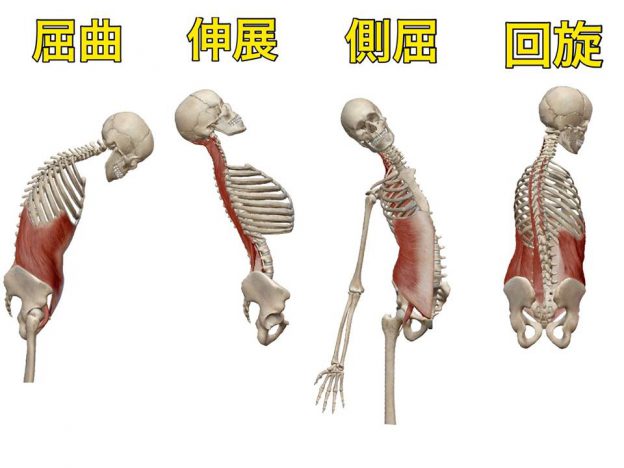 骨模型、屈曲・進展・側屈・回旋のイラストです。