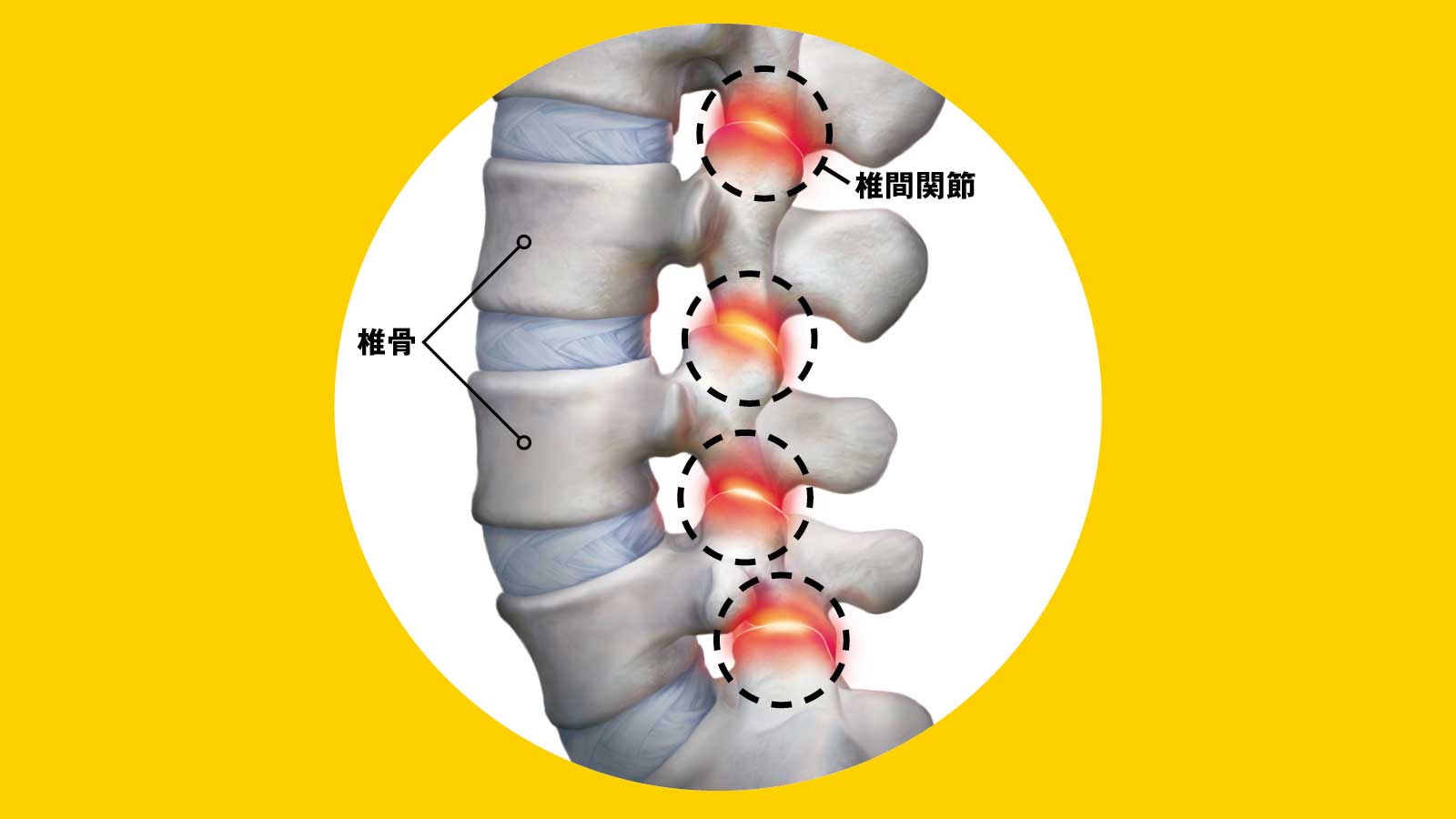 椎間関節のイラストです。