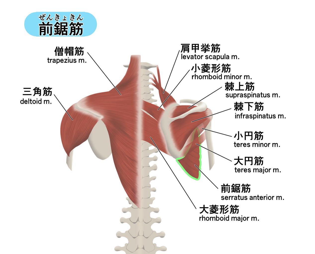 肩甲骨の位置と筋肉の関係イメージ